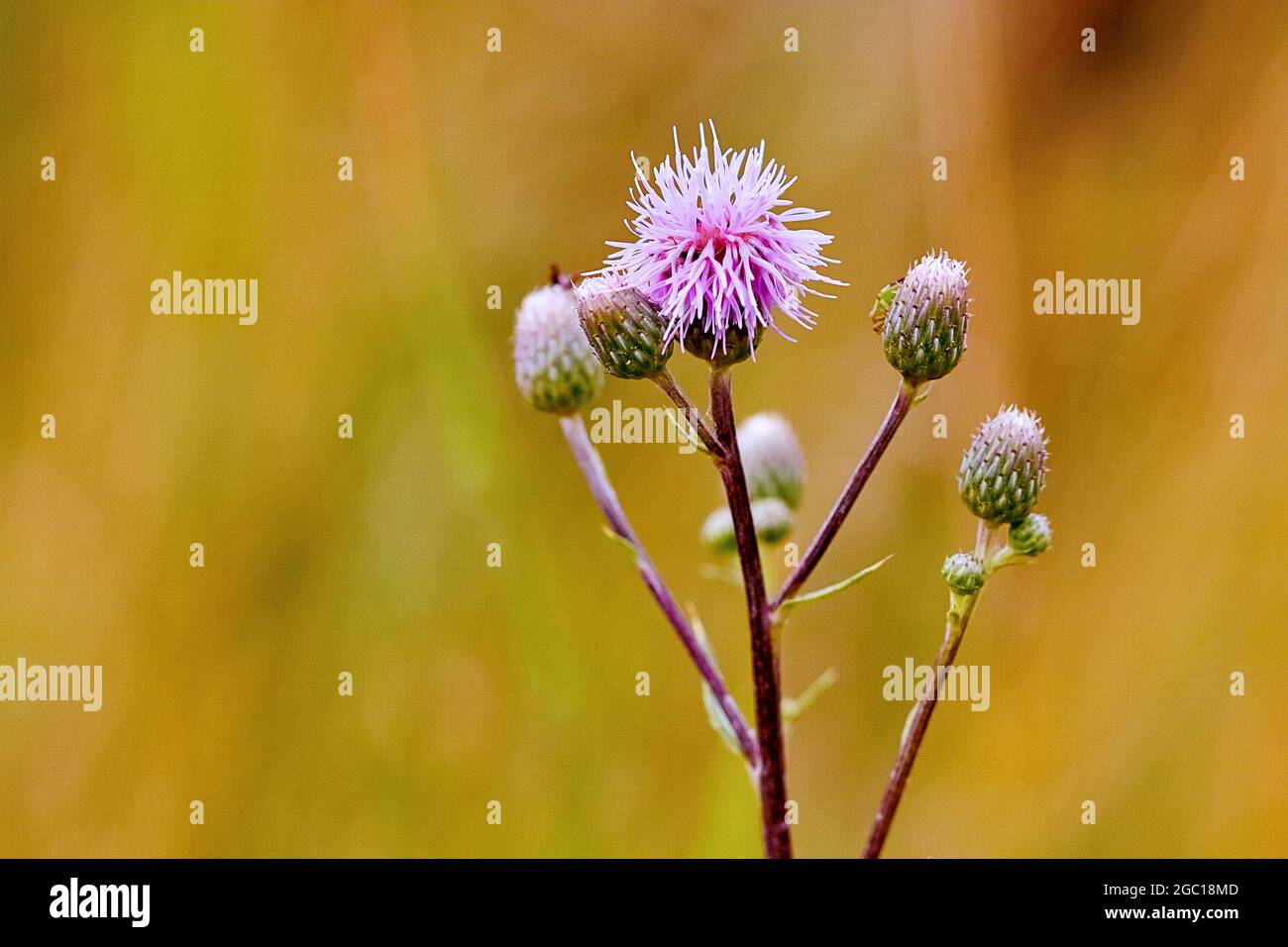 Chardon du Canada, chardon rampant (Cirsium arvense), tête de fleur et bourgeons, Allemagne, Rhénanie-du-Nord-Westphalie Banque D'Images