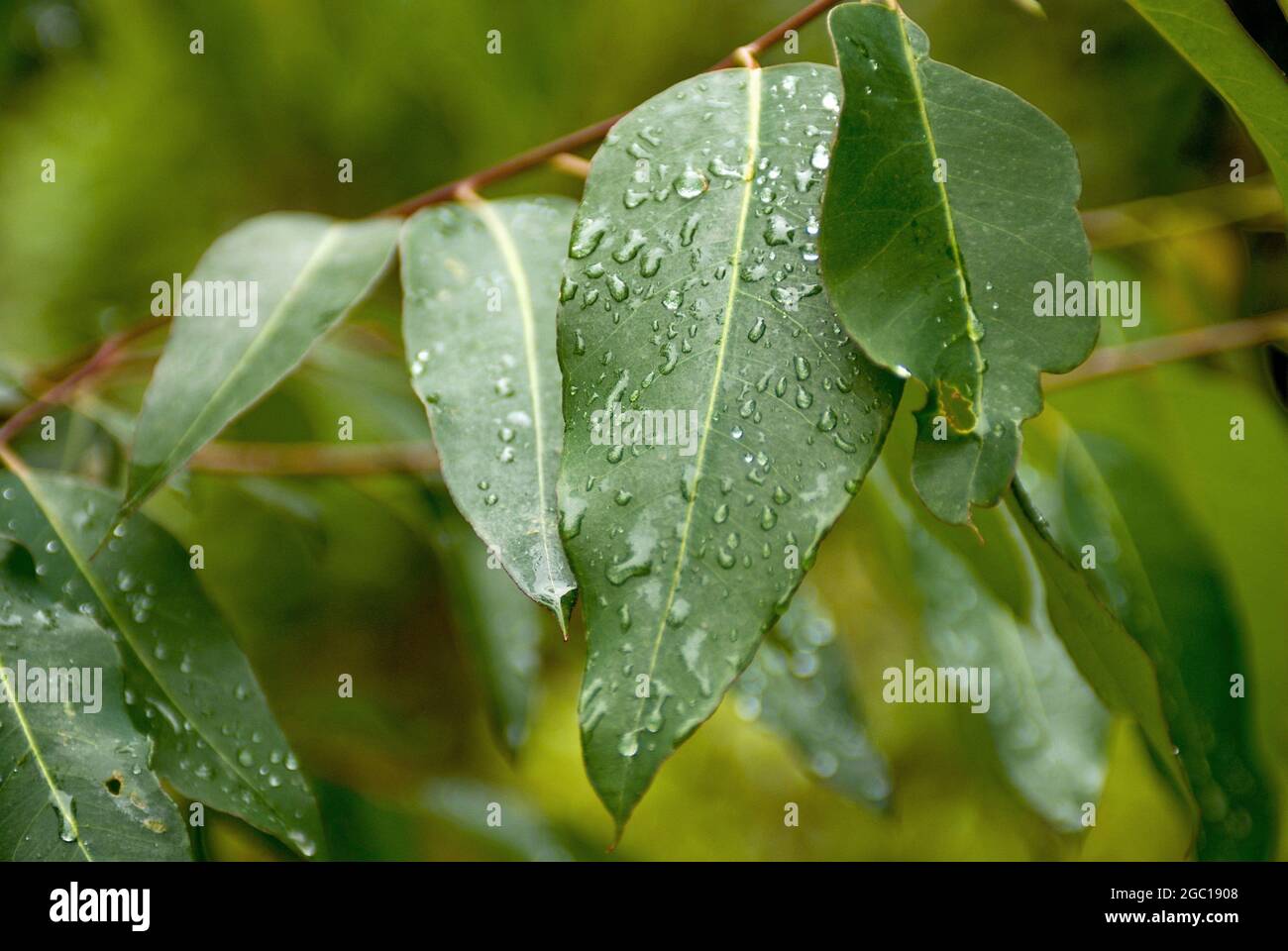 Gouttes de pluie sur une feuille dans une forêt tropicale humide, Australie Banque D'Images
