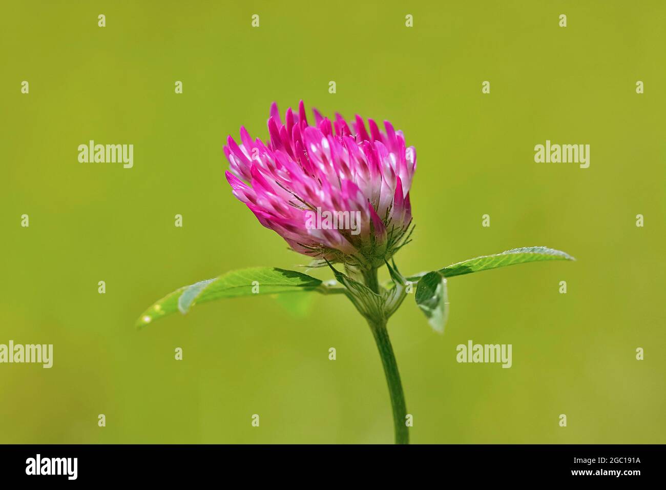 Le trèfle rouge (Trifolium pratense), inflorescence, Allemagne, Rhénanie du Nord-Westphalie Banque D'Images