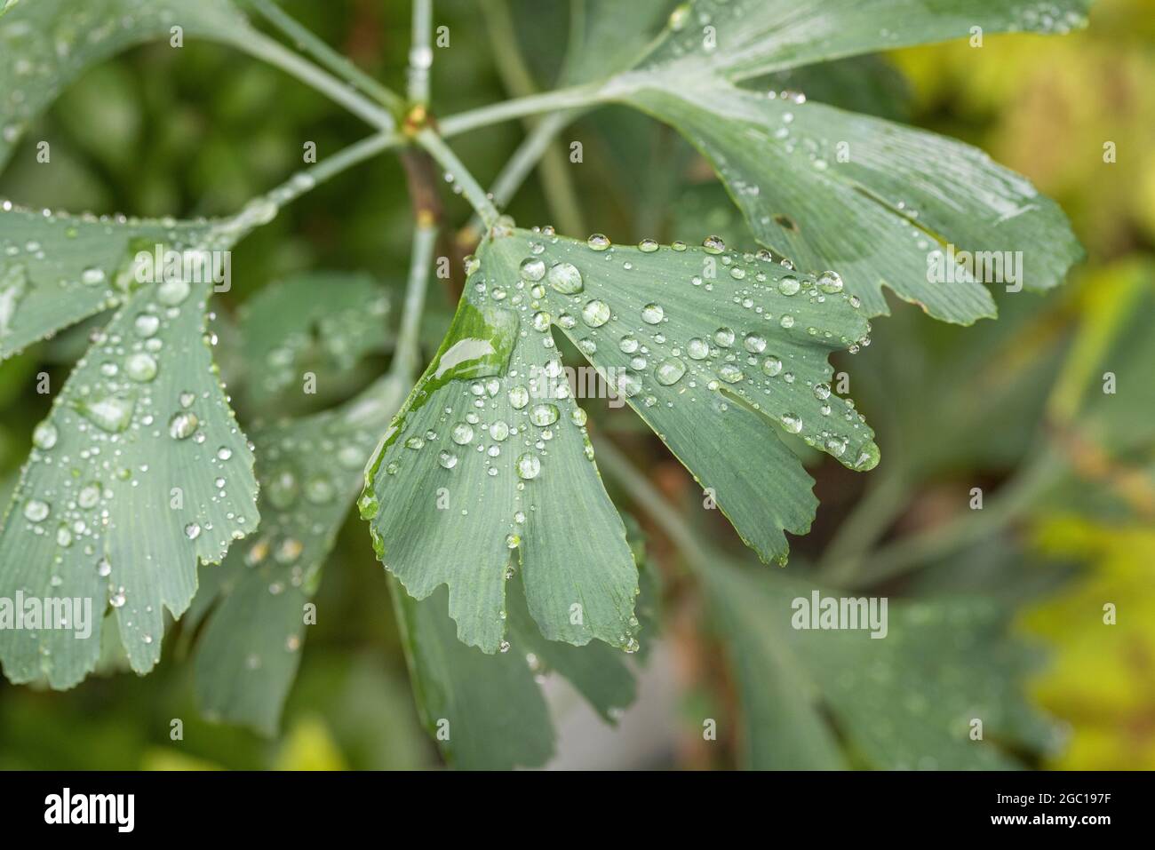 L'arbre de maidenhair, l'arbre de Ginkgo, l'arbre de Gingko, l'arbre de Ginkgo (Ginkgo biloba), les feuilles aux raindrops Banque D'Images