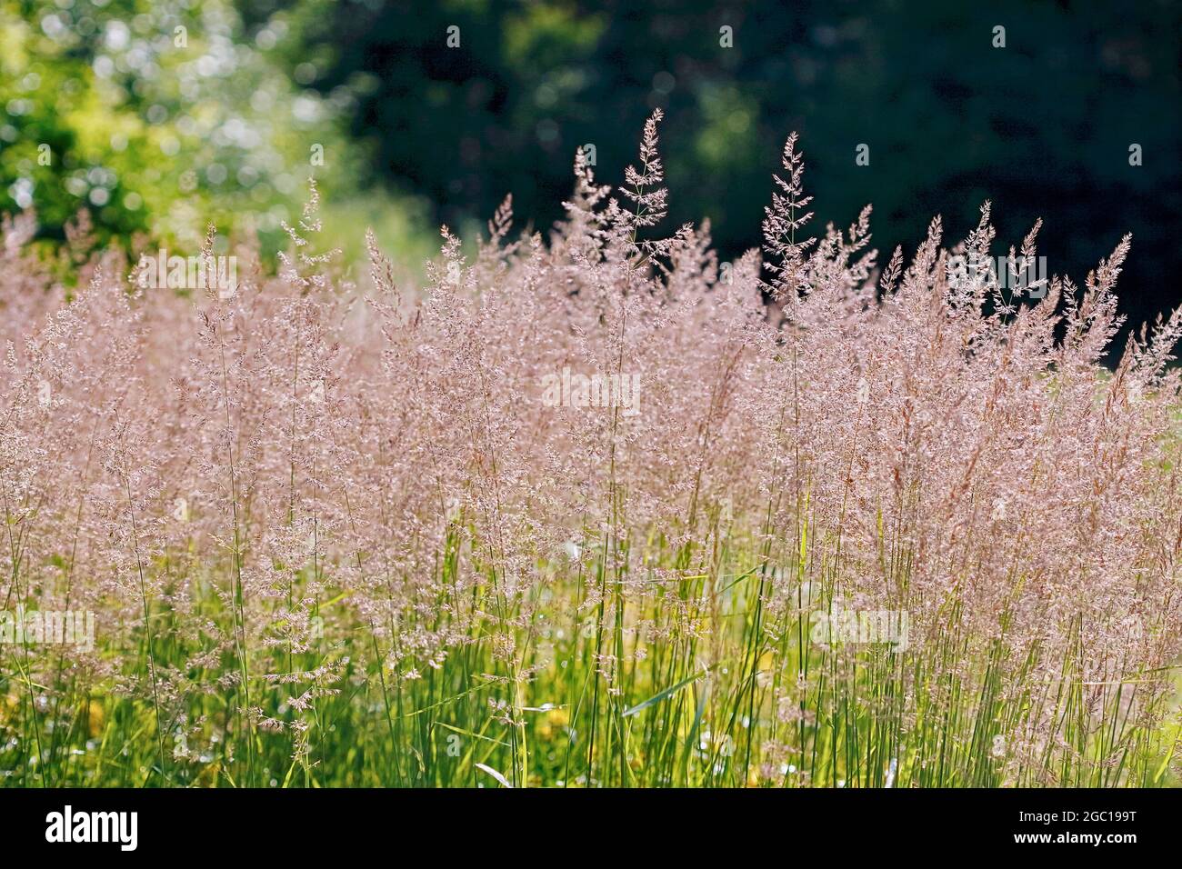 Petite roseau en bois, à plumes (Calamagrostis epigejos), population en fleurs, Allemagne Banque D'Images