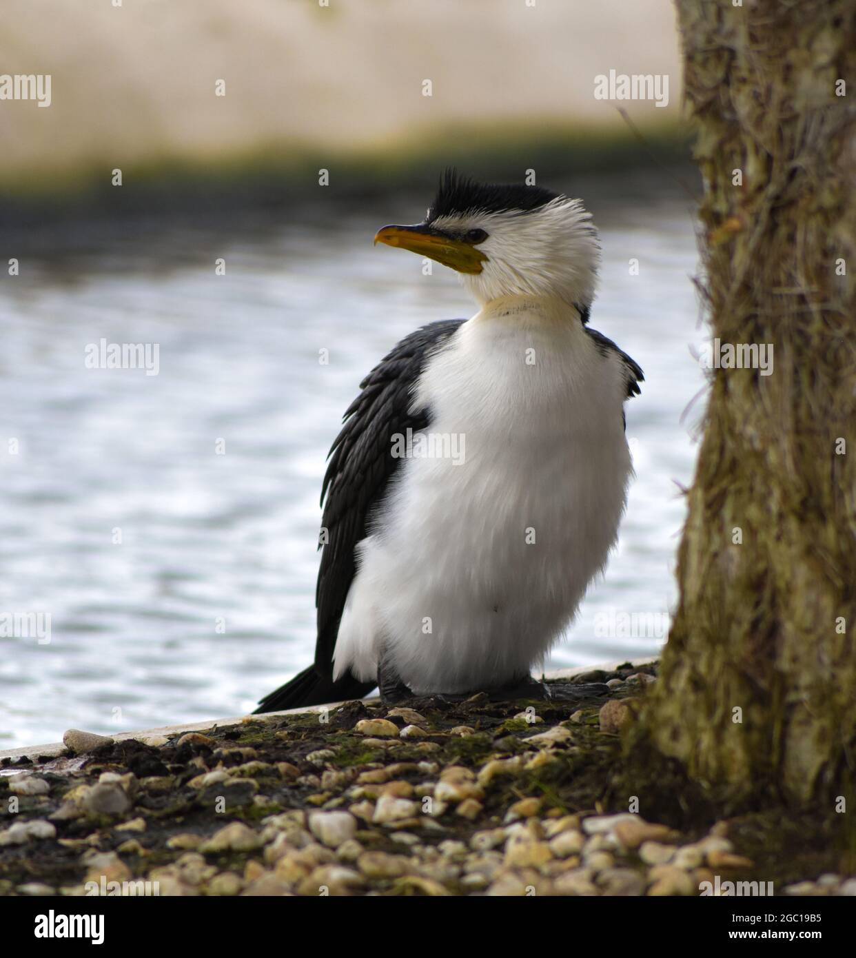 Aigrette garzette Banque D'Images