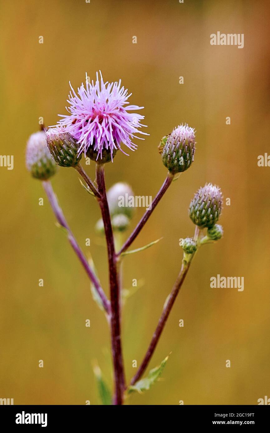 Chardon du Canada, chardon rampant (Cirsium arvense), tête de fleur et bourgeons, Allemagne, Rhénanie-du-Nord-Westphalie Banque D'Images