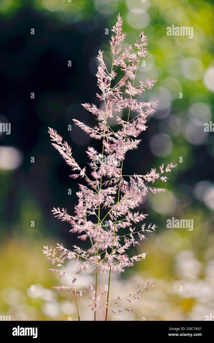 Petite roseau en bois, à plumes (Calamagrostis epigejos), inflorescence, Allemagne Banque D'Images