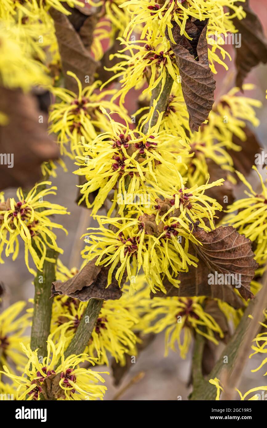 Noisette sorcière (Hamamelis intermedia 'Sunburst', Hamamelis intermedia Sunburst, Hamamelis x intermedia), branche en fleurs, cultivar Sunburst Banque D'Images