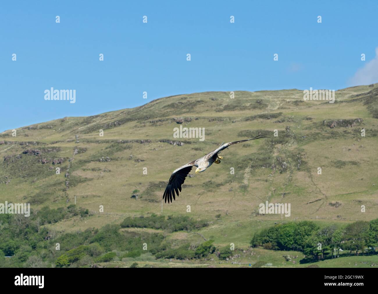 Aigle à queue blanche, haliatus albicilla, en vol, île de Mull, Écosse, ROYAUME-UNI Banque D'Images
