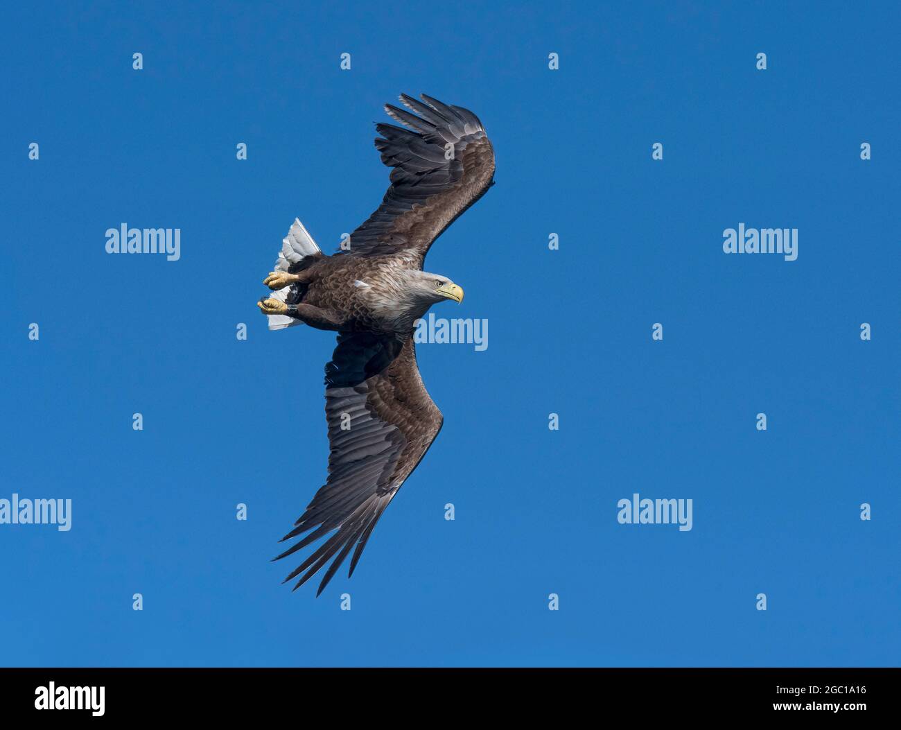 Aigle à queue blanche, haliatus albicilla, en vol, île de Mull, Écosse, ROYAUME-UNI Banque D'Images