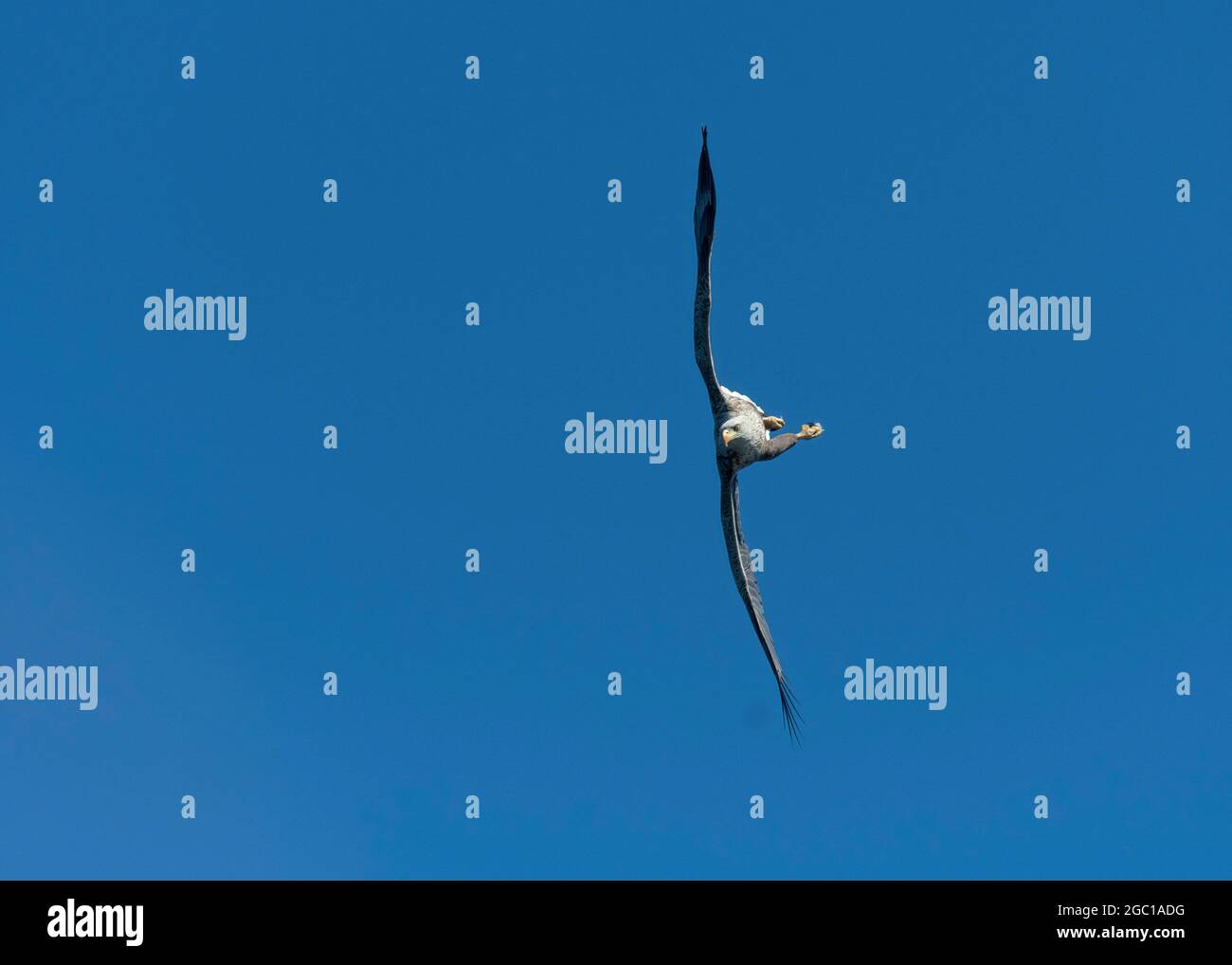 Aigle à queue blanche, haliatus albicilla, en vol, île de Mull, Écosse, ROYAUME-UNI Banque D'Images