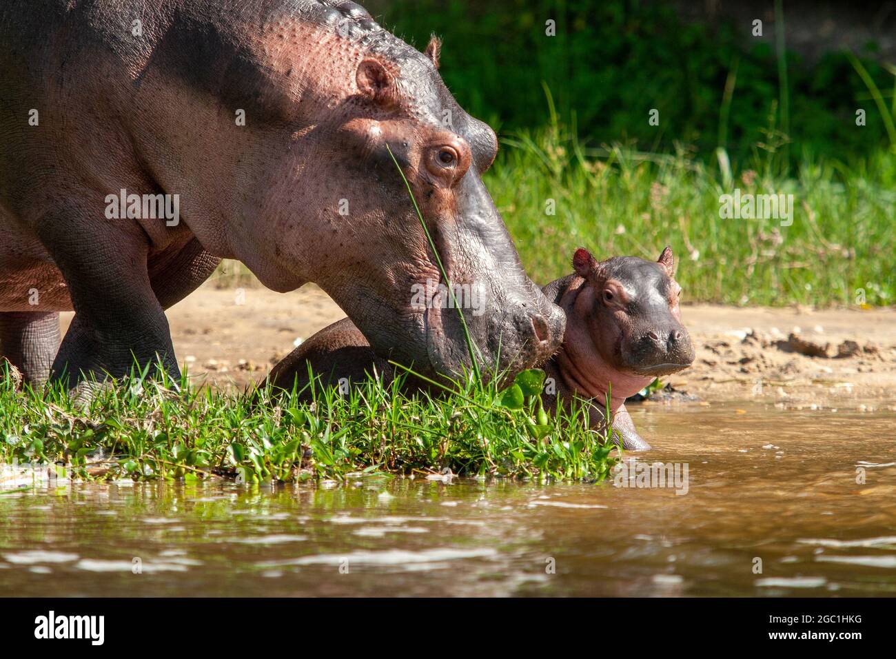 Parc national des chutes de hipppos Murchinson, Ouganda Banque D'Images