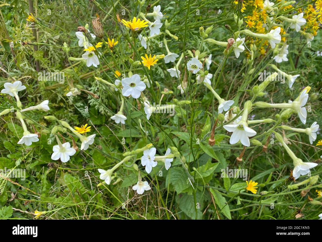 TABAC PERSE Nicotiana alata. Photo : Tony Gale Banque D'Images