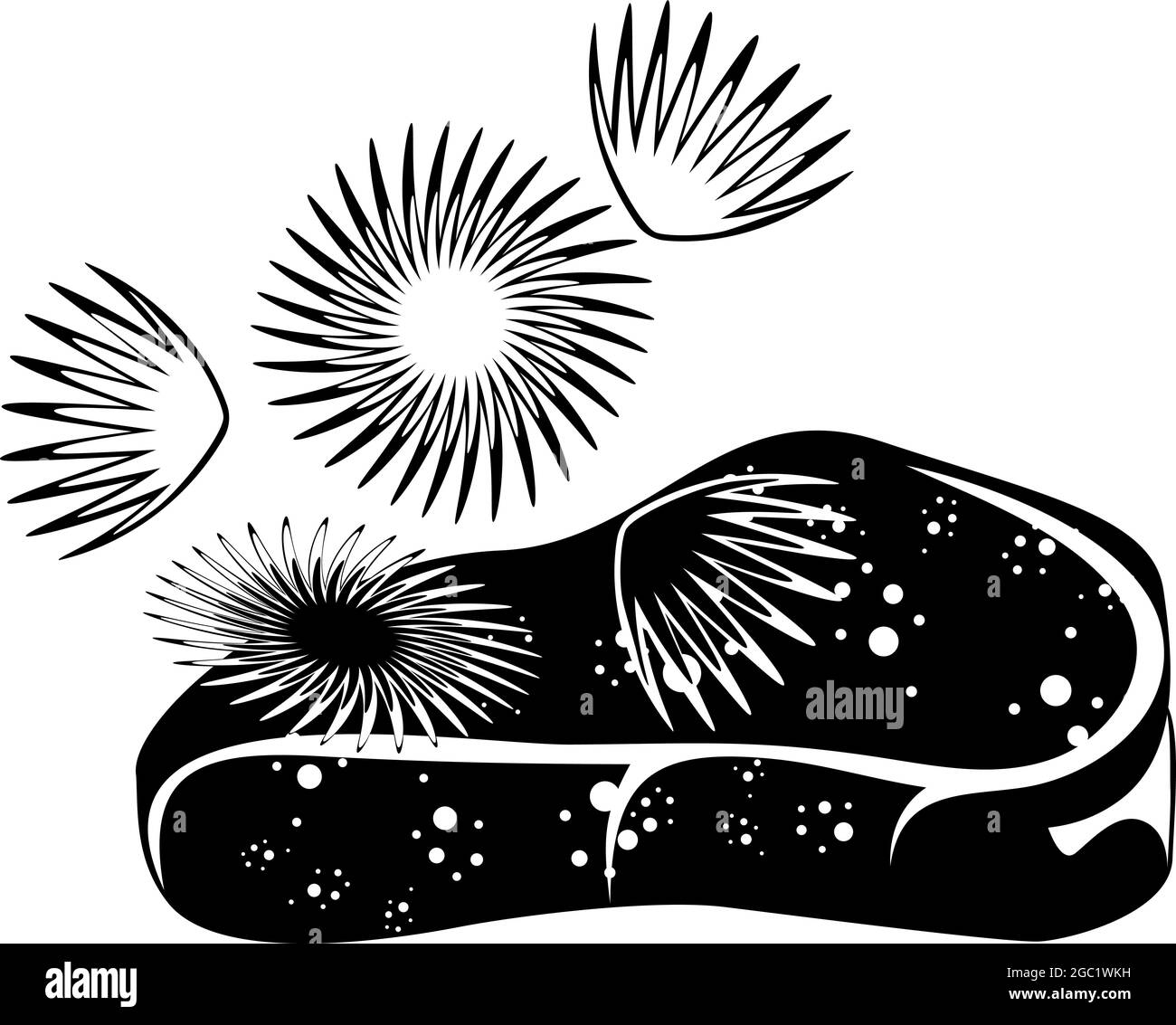 Corail, plante marine et pierre. Isolé sur blanc. Noir et blanc. Illustration vectorielle Illustration de Vecteur