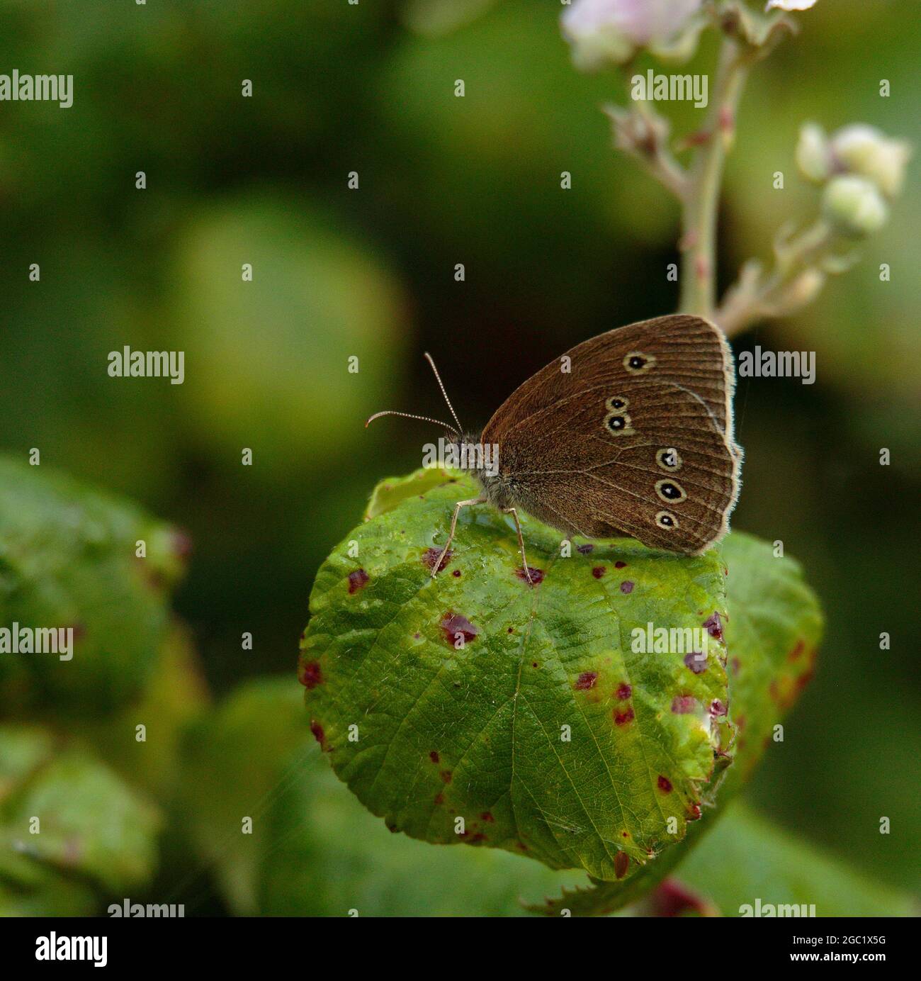 Ringlet Butterfly Banque D'Images