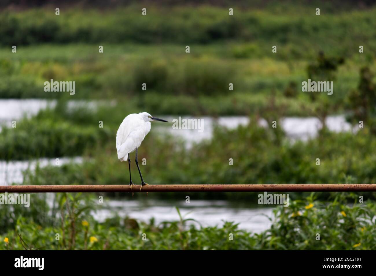 Oiseau blanc avec de longues jambes debout sur un bâton de bois avec de l'herbe floue sur le fond Banque D'Images