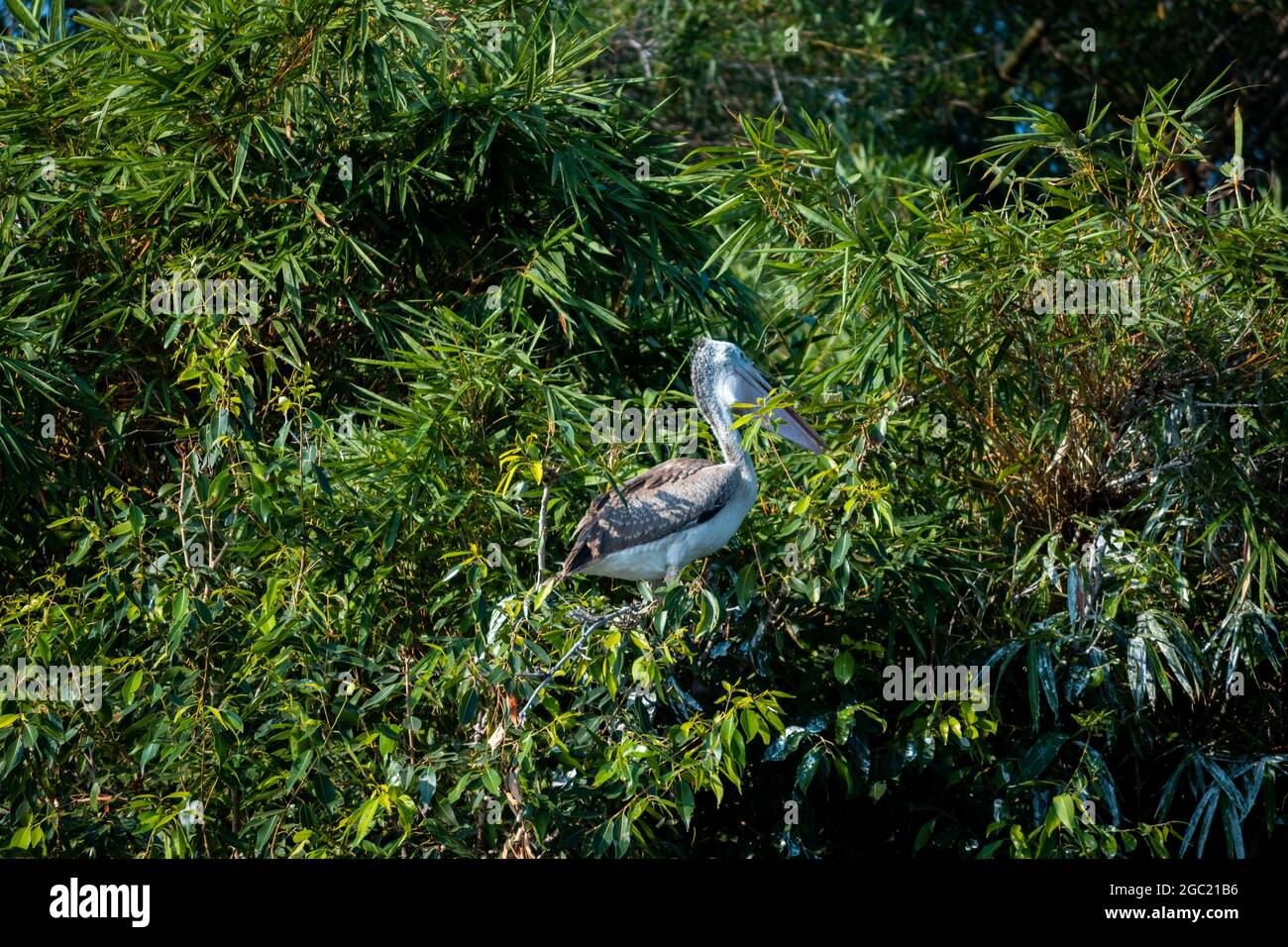 Oiseau avec de longues jambes debout dans l'herbe avec les arbres sur le fond Banque D'Images