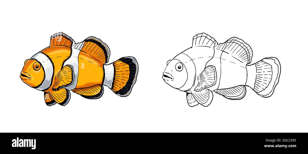 Poisson-clownfish tropical avec anémone corail. Modèle coloré de poisson de mer. Livre de coloriage pour les enfants et les adultes. Banque D'Images