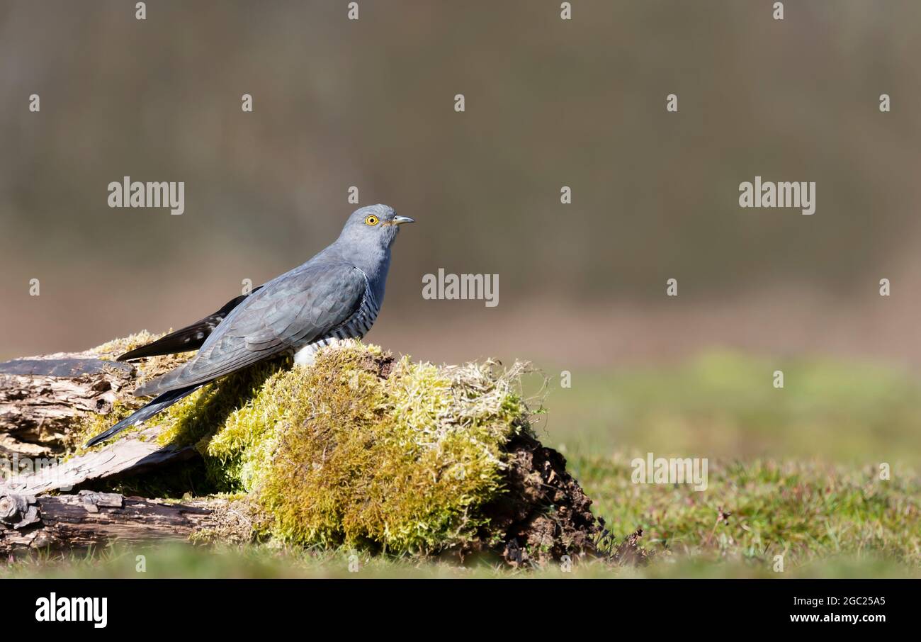 Gros plan d'un Cuckoo commun perché sur une bûche dans un pré, Royaume-Uni. Banque D'Images