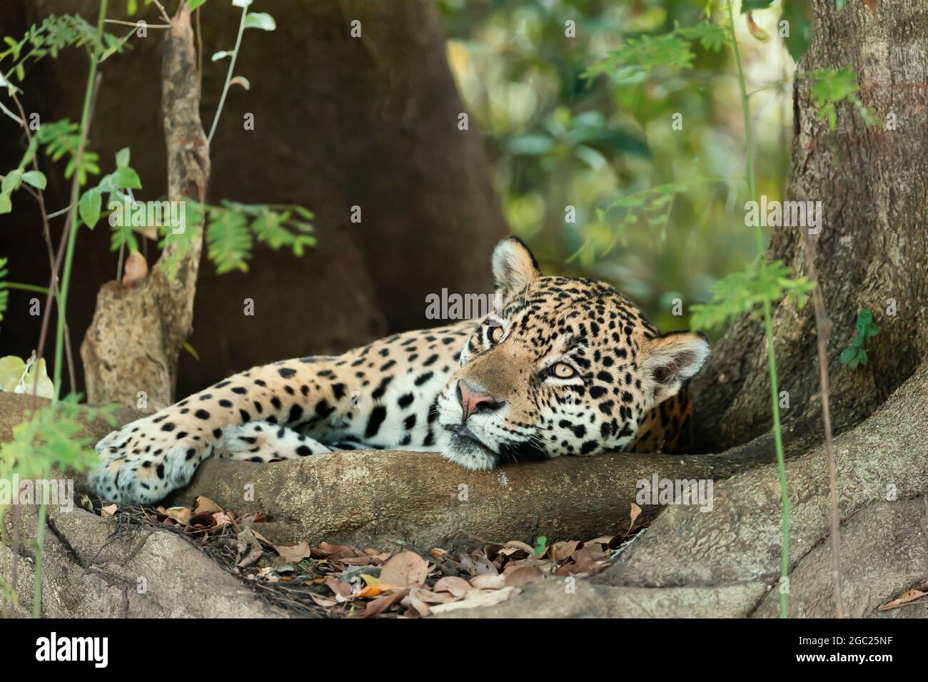 Gros plan d'une Jaguar située sur des racines d'arbres sur une rive de rivière, Pantanal, Brésil. Banque D'Images