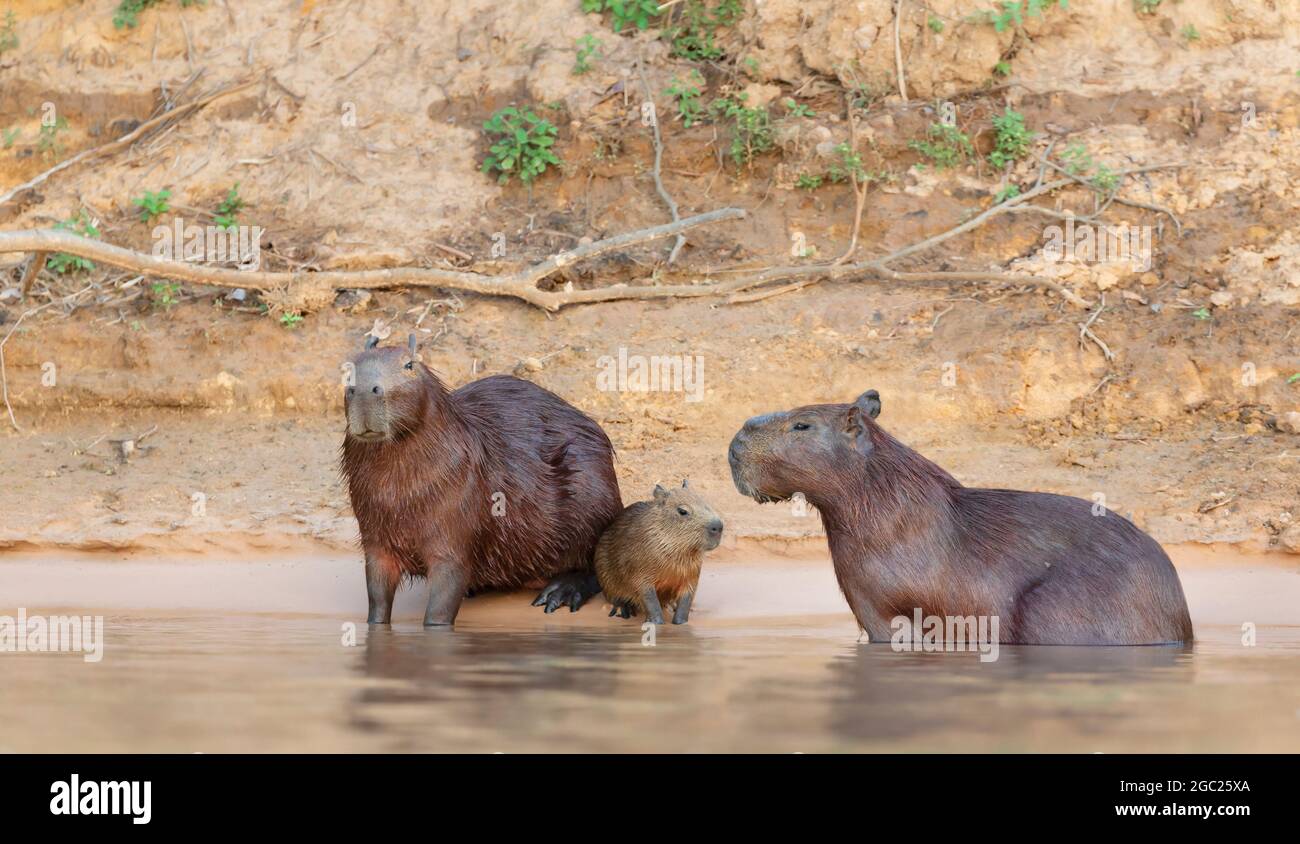 Famille de capybaras sur une rive de rivière, Pantanal Sud, Brésil. Banque D'Images