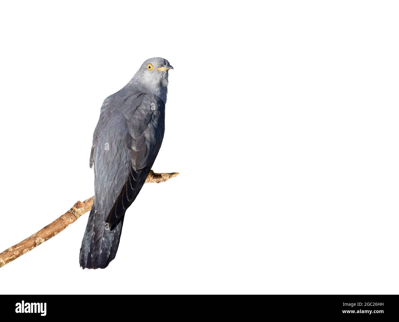 Cuckoo commun perché sur une branche sur un fond blanc clair. Banque D'Images