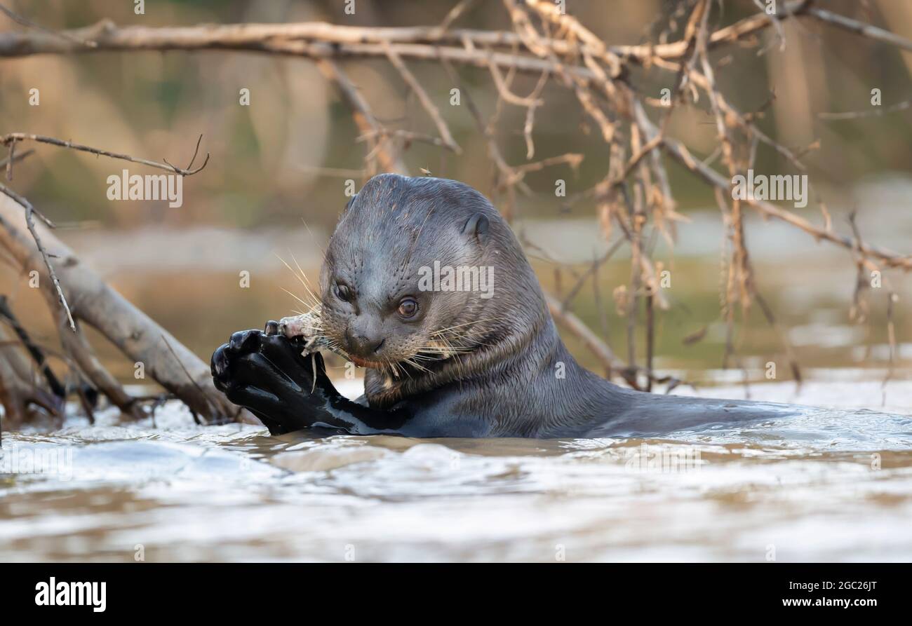 Gros plan d'une loutre géante mangeant un poisson dans une rivière, au nord du Pantanal, au Brésil. Banque D'Images