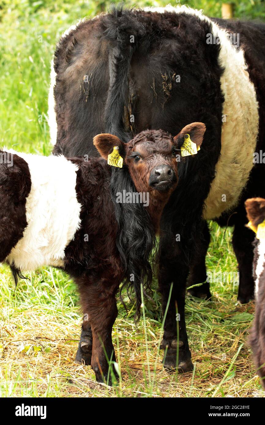 Oreo vache Banque de photographies et d’images à haute résolution - Alamy