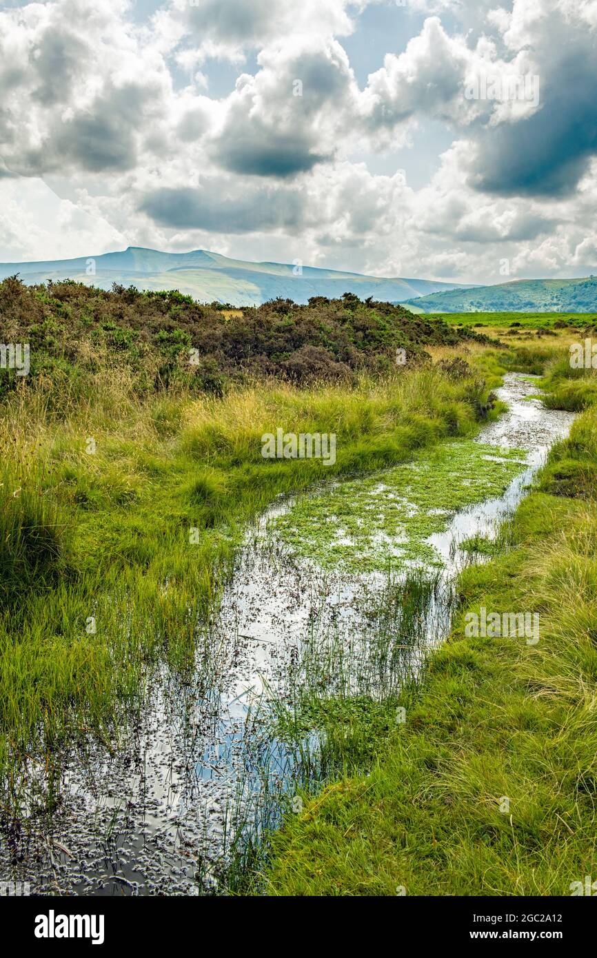 Vue sur Mynydd Illtyd Common to Pen y Fan et le parc national de Corn du Brecon Beacons Banque D'Images