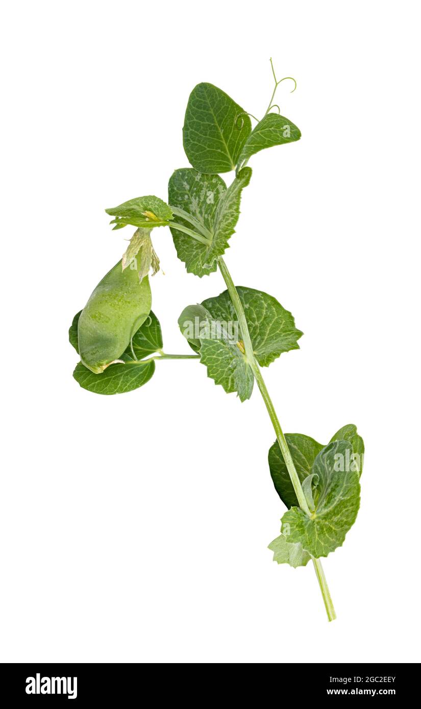 Feuilles de pois verts frais isolées sur fond blanc Banque D'Images