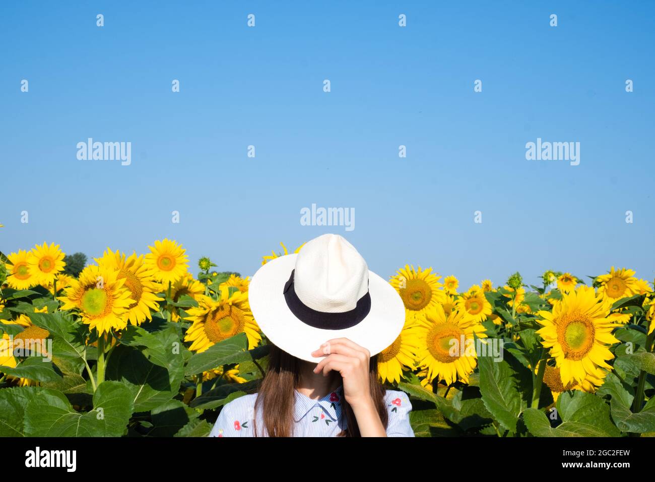 Portrait d'une fille couvre son visage avec un chapeau dans un champ de tournesols. Photo de haute qualité Banque D'Images