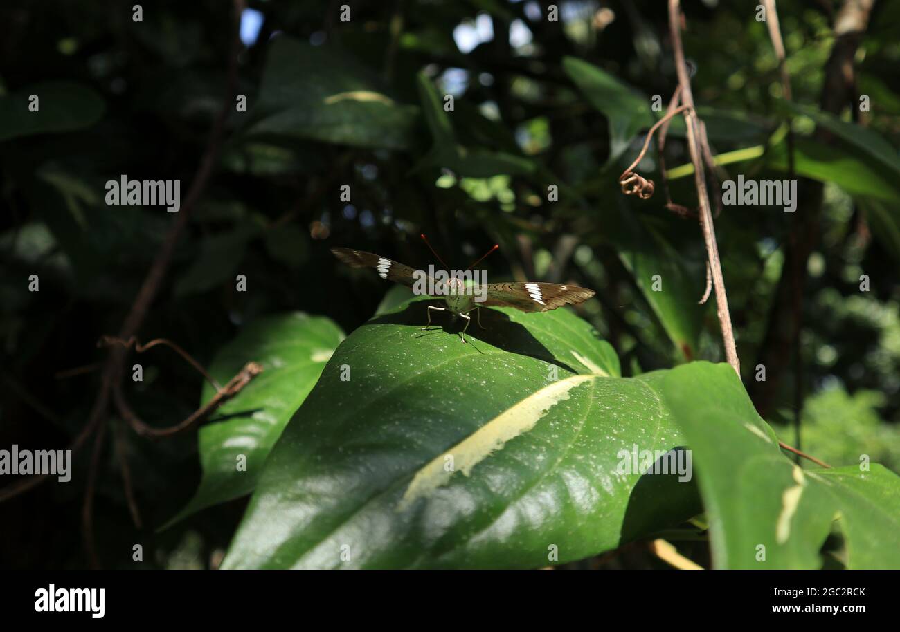 Curieuse face d'un papillon brun rare avec bande blanche sur les extrémités d'aile assis sur une feuille de bétel de piper Banque D'Images