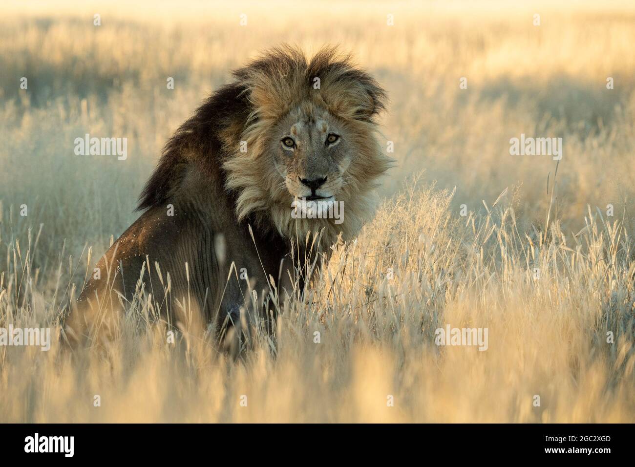 Lion kalahari à manne noire, Panthera leo, Parc transfrontalier Kgalagadi, Afrique du Sud Banque D'Images