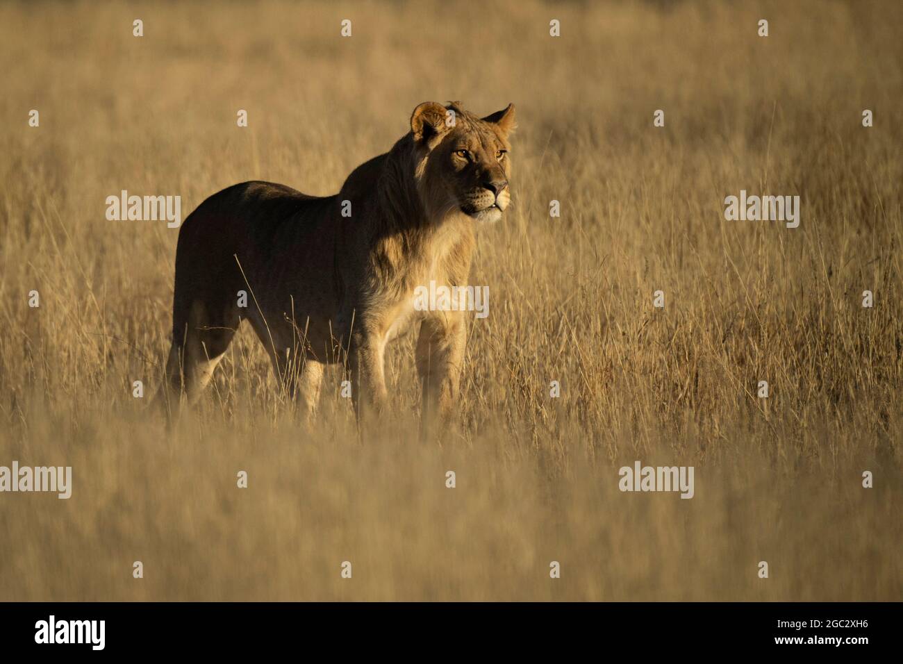 Lion, Panthera leo, Kgalagadi Transfrontier Park, Afrique du Sud Banque D'Images