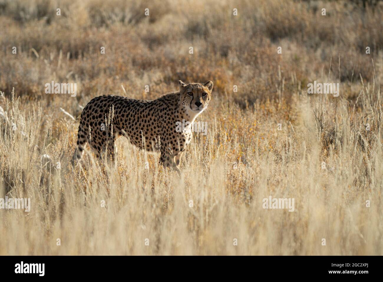 Le guépard, Acinonyx jubatus, Kgalagadi Transfrontier Park, Afrique du Sud Banque D'Images