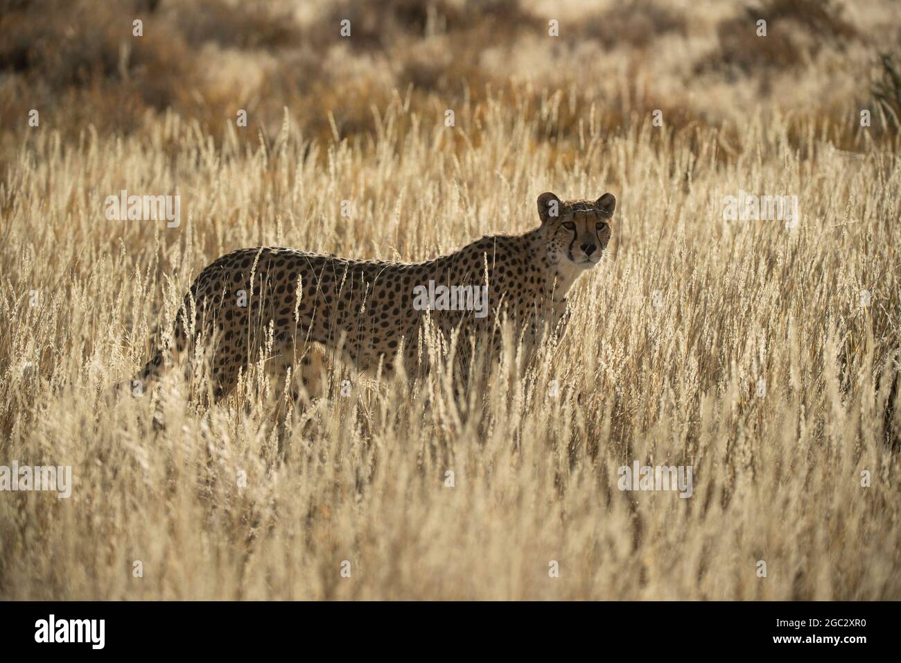 Le guépard, Acinonyx jubatus, Kgalagadi Transfrontier Park, Afrique du Sud Banque D'Images