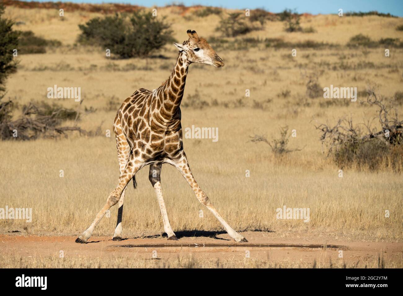 Girafe du Sud buvant, Giraffa camelopardalis giraffa, Parc transfrontalier de Kgalagadi, Afrique du Sud Banque D'Images