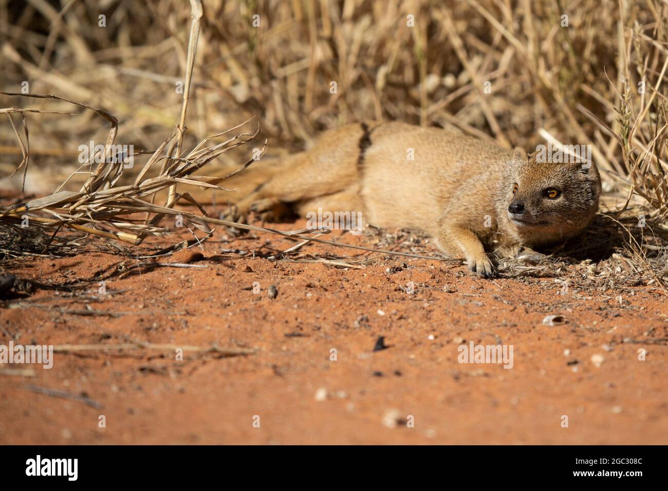 Cynictis penicillata, mangoustes jaunes, Kgalagadi Transfrontier Park, Afrique du Sud Banque D'Images