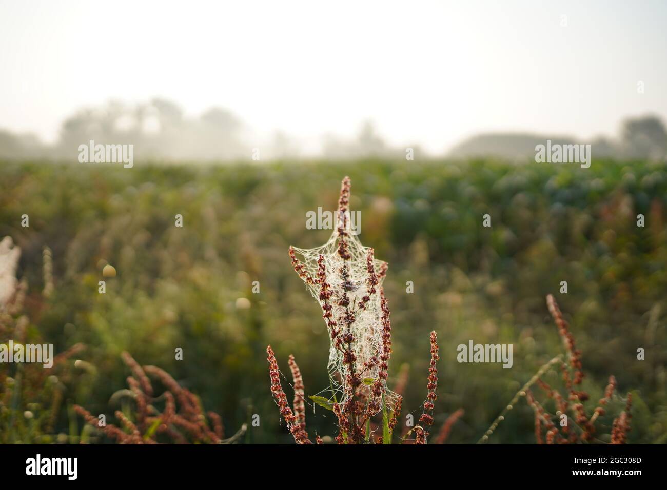 Spider web avec des gouttes de rosée Banque D'Images