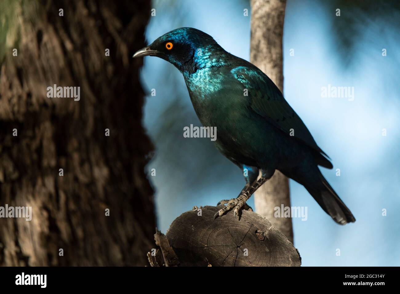 Cape brillant Starling, Lamprotornis nitens, Kgalagadi TransFrontier Park, Afrique du Sud Banque D'Images