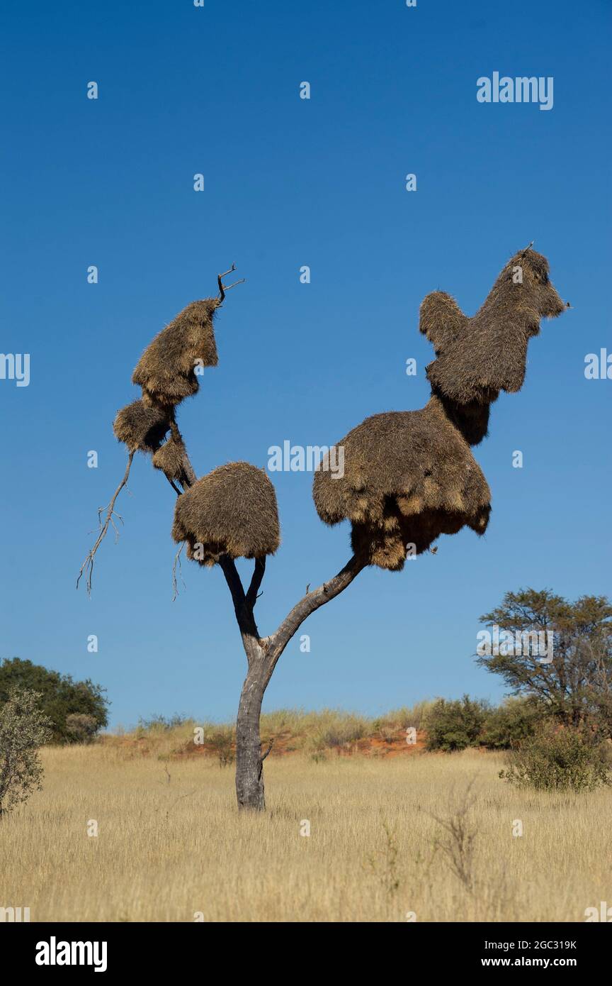 Nid de tisserand sociable, Parc transfrontalier de Kgalagadi, Afrique du Sud Banque D'Images