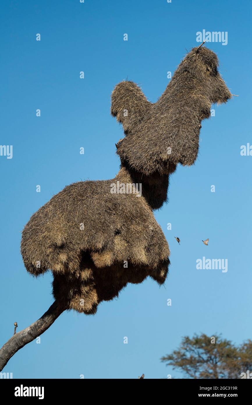 Nid de tisserand sociable, Parc transfrontalier de Kgalagadi, Afrique du Sud Banque D'Images