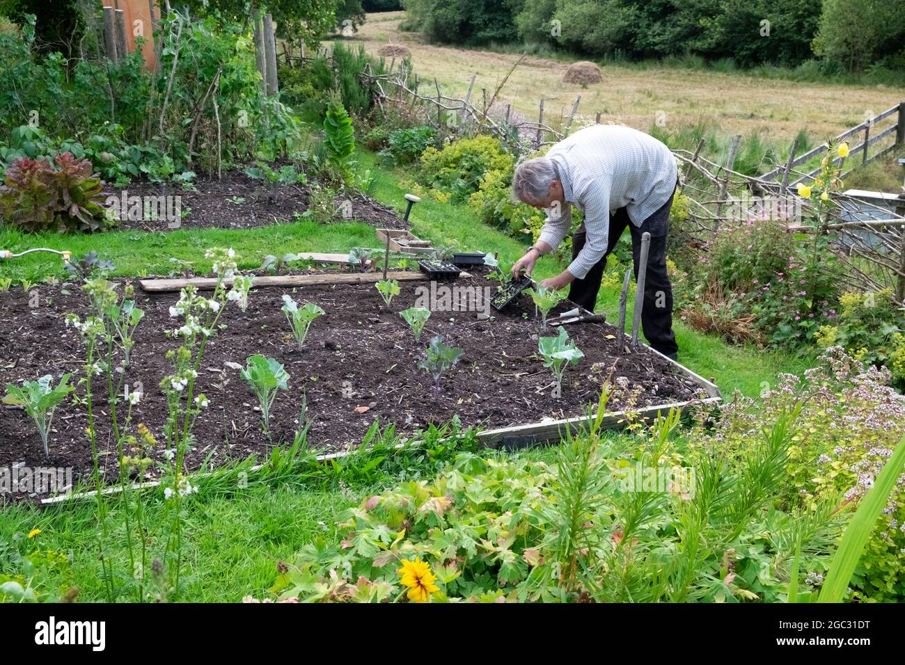 Jardinier plantant des plantules de laitue entre des rangées de brocolis pourpres plantés en août jardin à Carmarthenshire pays de Galles Royaume-Uni KATHY DEWITT Banque D'Images