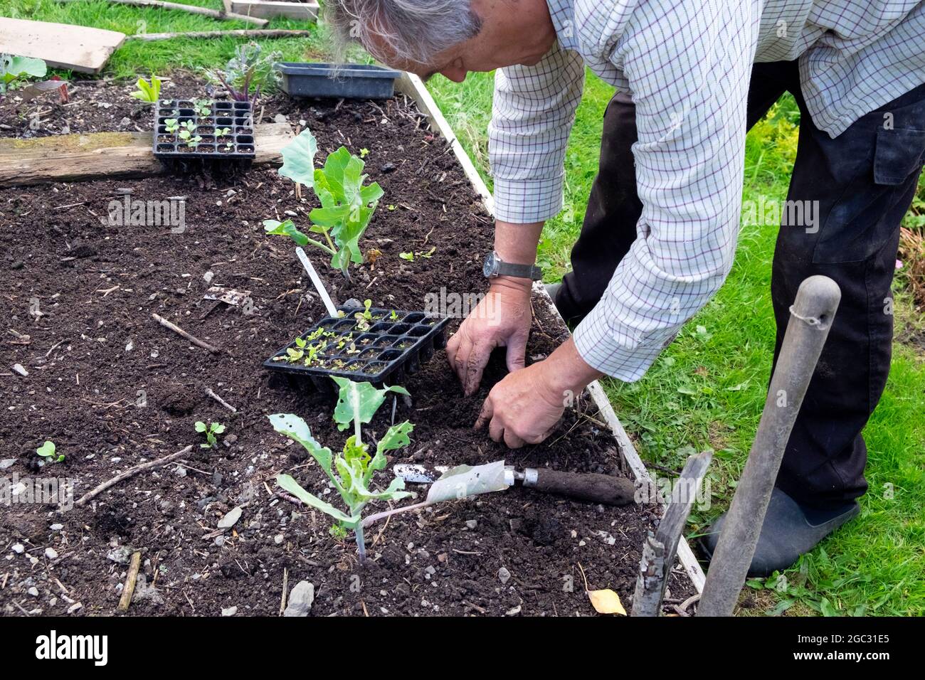 Jardinier plantant des semis de laitue d'hiver entre des rangées de brocoli de chou plantées en août jardin à Carmarthenshire pays de Galles UK KATHY DEWITT Banque D'Images