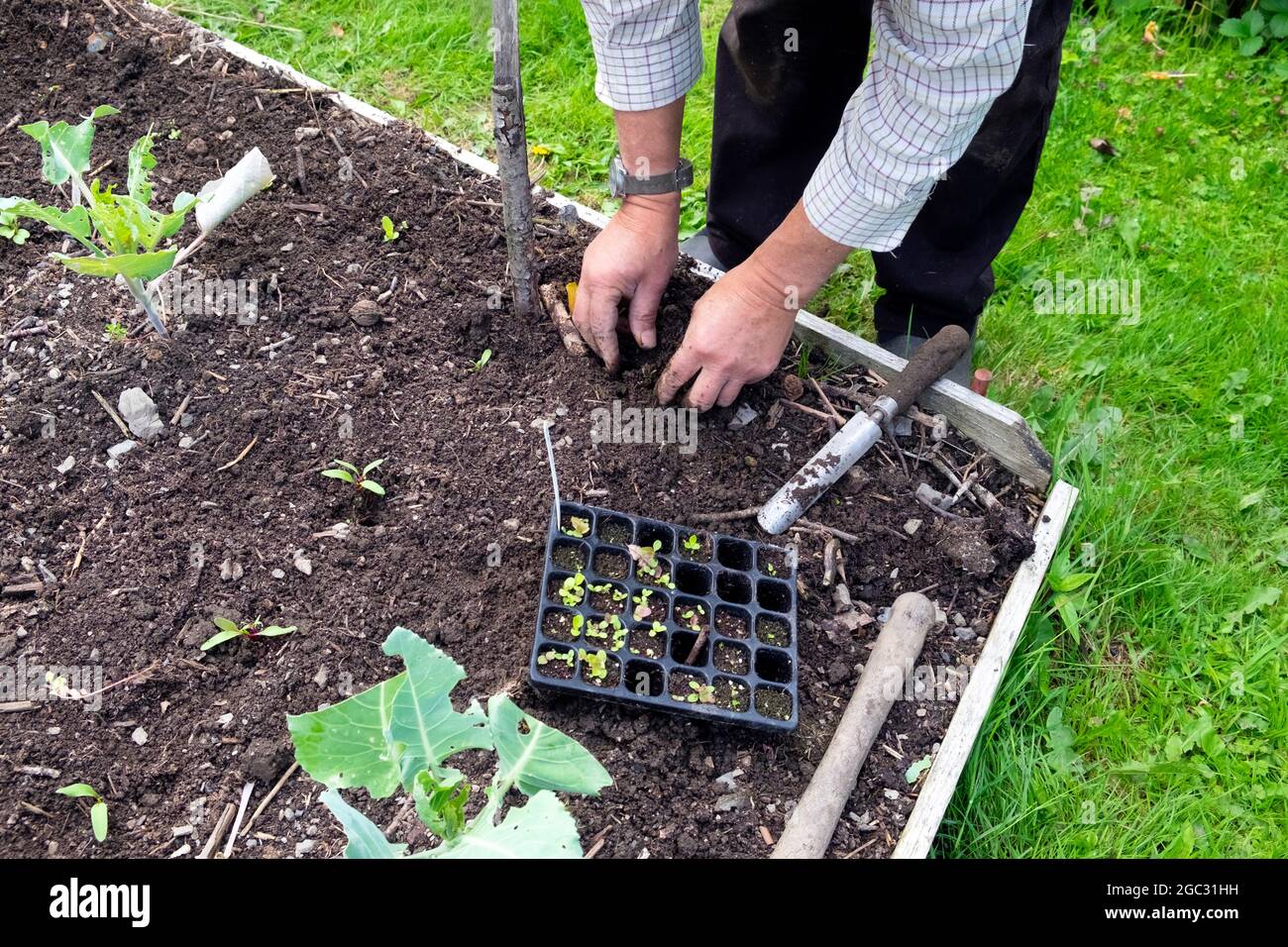Jardinier plantant des fleurs d'hiver entre des rangées de brocolis pourpres plantées en août jardin à Carmarthenshire pays de Galles Royaume-Uni KATHY DEWITT Banque D'Images