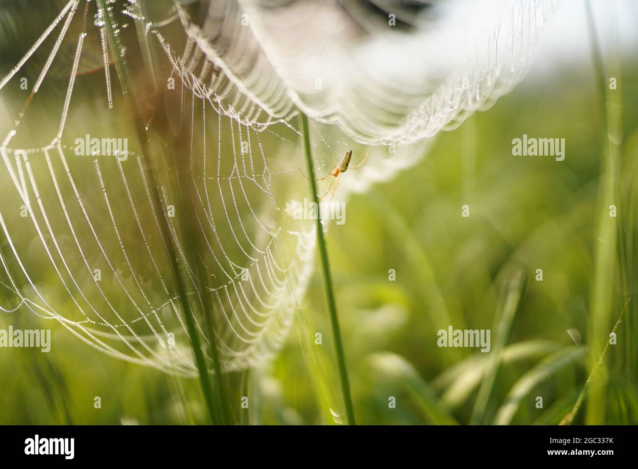 Spider web avec des gouttes de rosée Banque D'Images