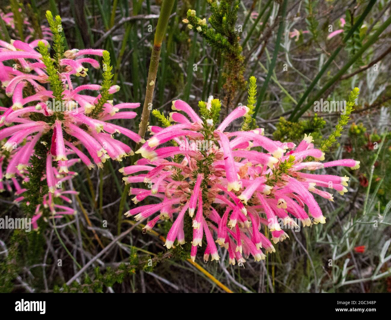 Fleurs d'Erica, montagnes d'Outeniqua, route des jardins, Afrique du Sud Banque D'Images