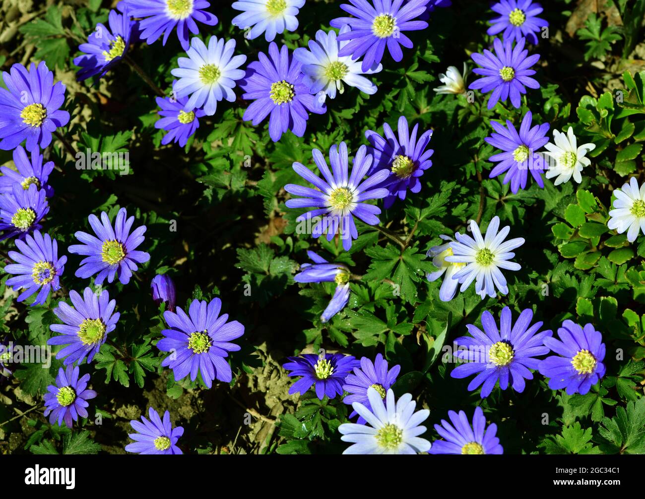 Anemone grec (Anemonoides blanda) également connu sous le nom d'Anemone  balkanique, fleur de vent grecque et fleur de vent d'hiver. Fleurir au  printemps Photo Stock - Alamy