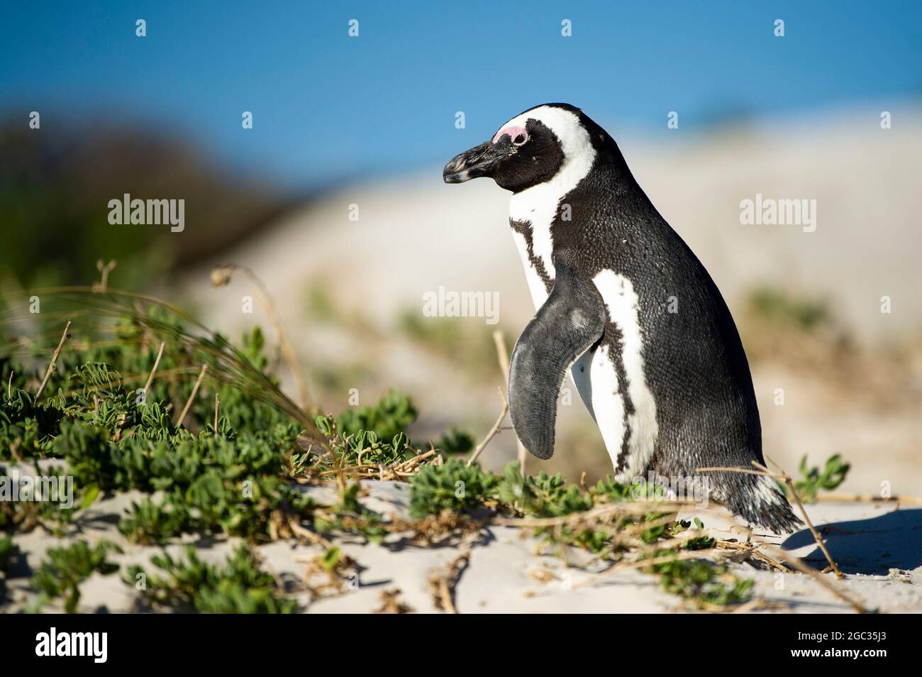 Manchot Spheniscus demersus,, Boulders Beach, péninsule du Cap, Afrique du Sud Banque D'Images