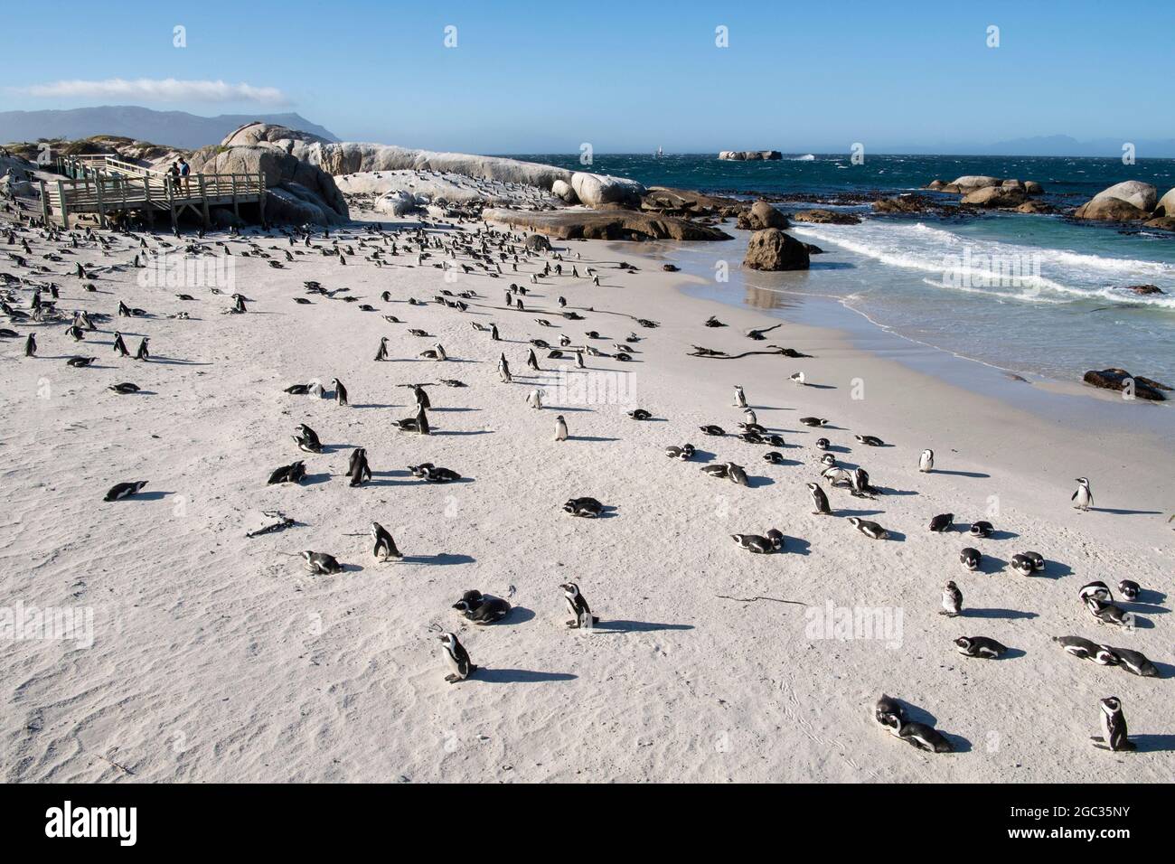 Pingouins africains, Spheniscus demersus, Boulders Beach, péninsule du Cap, Afrique du Sud Banque D'Images