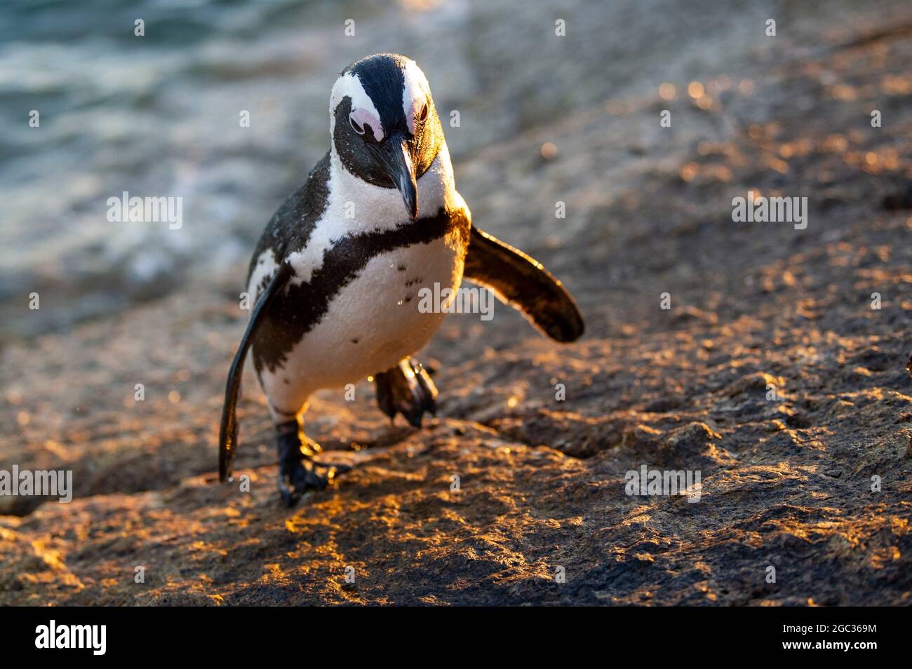 Manchot Spheniscus demersus,, Boulders Beach, péninsule du Cap, Afrique du Sud Banque D'Images