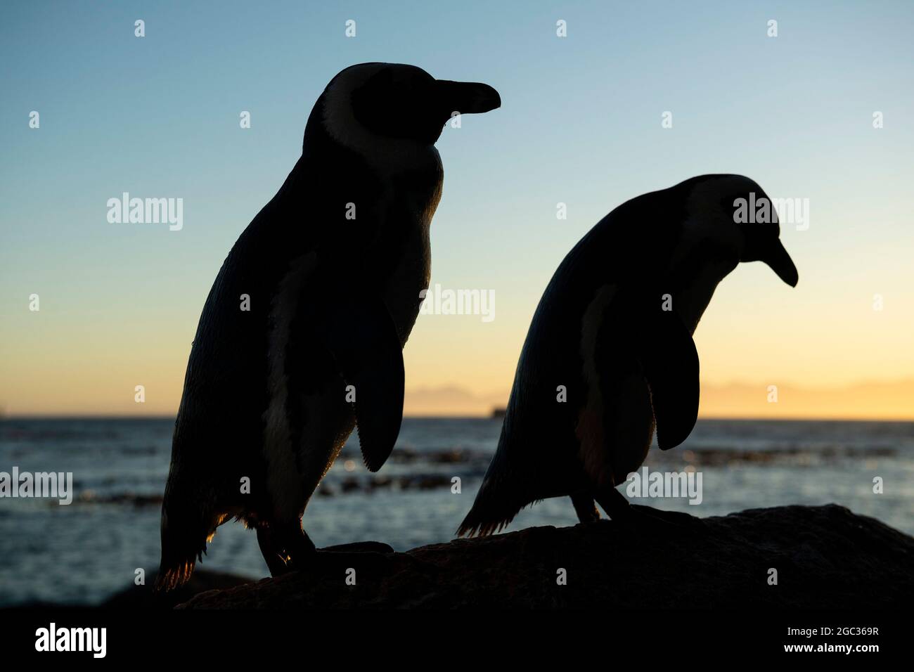 Manchots africains au lever du soleil, Spheniscus demersus, Boulders Beach, Cape Peninsula, Afrique du Sud Banque D'Images