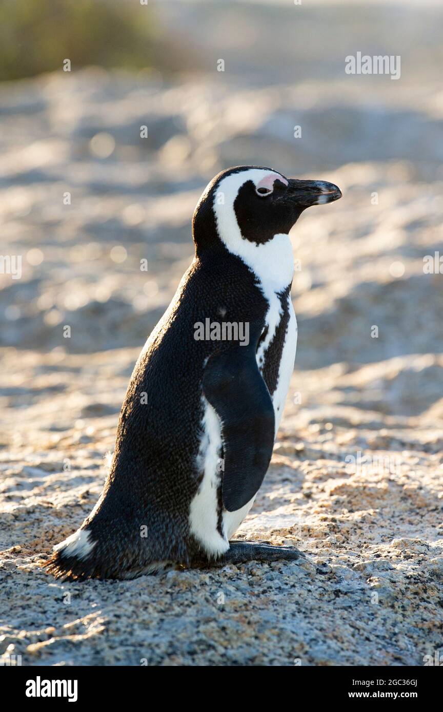 Manchot Spheniscus demersus,, Boulders Beach, péninsule du Cap, Afrique du Sud Banque D'Images
